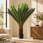 Planta Palma