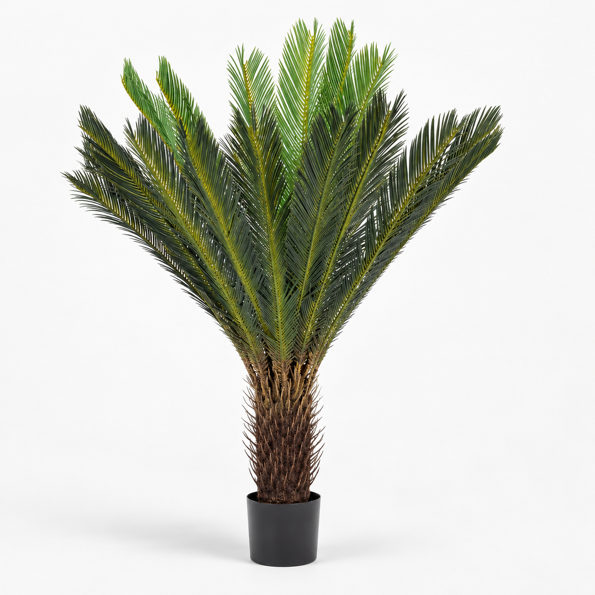 Planta Palma