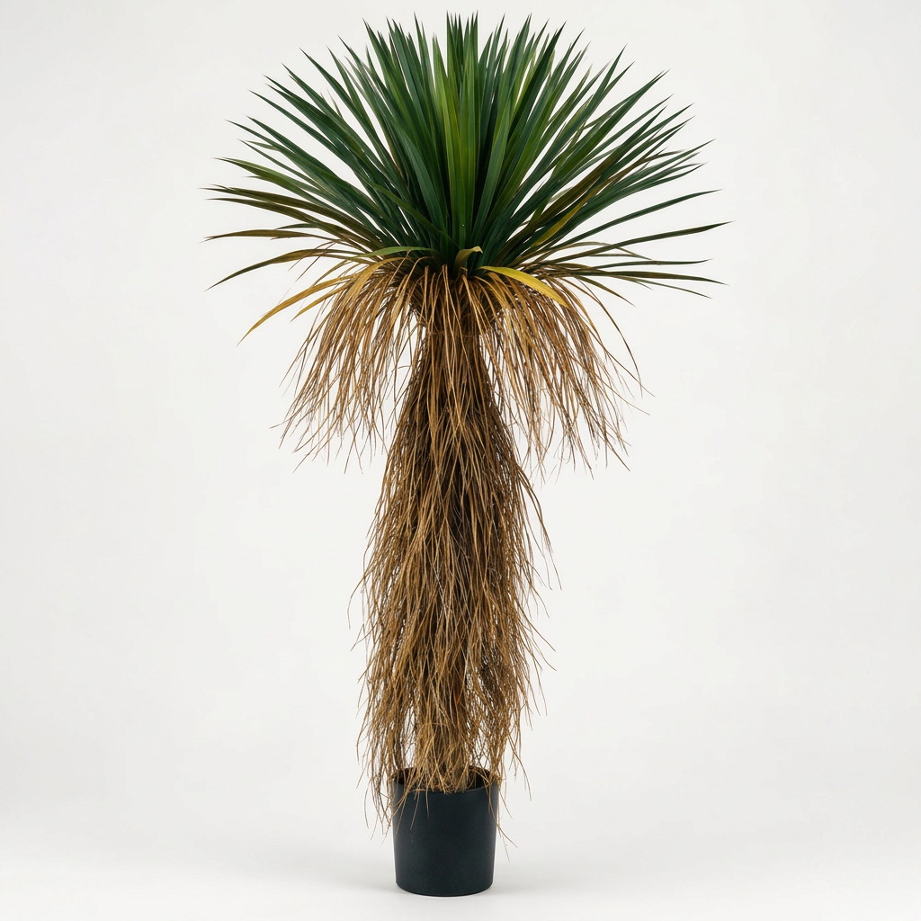 Planta Lolo